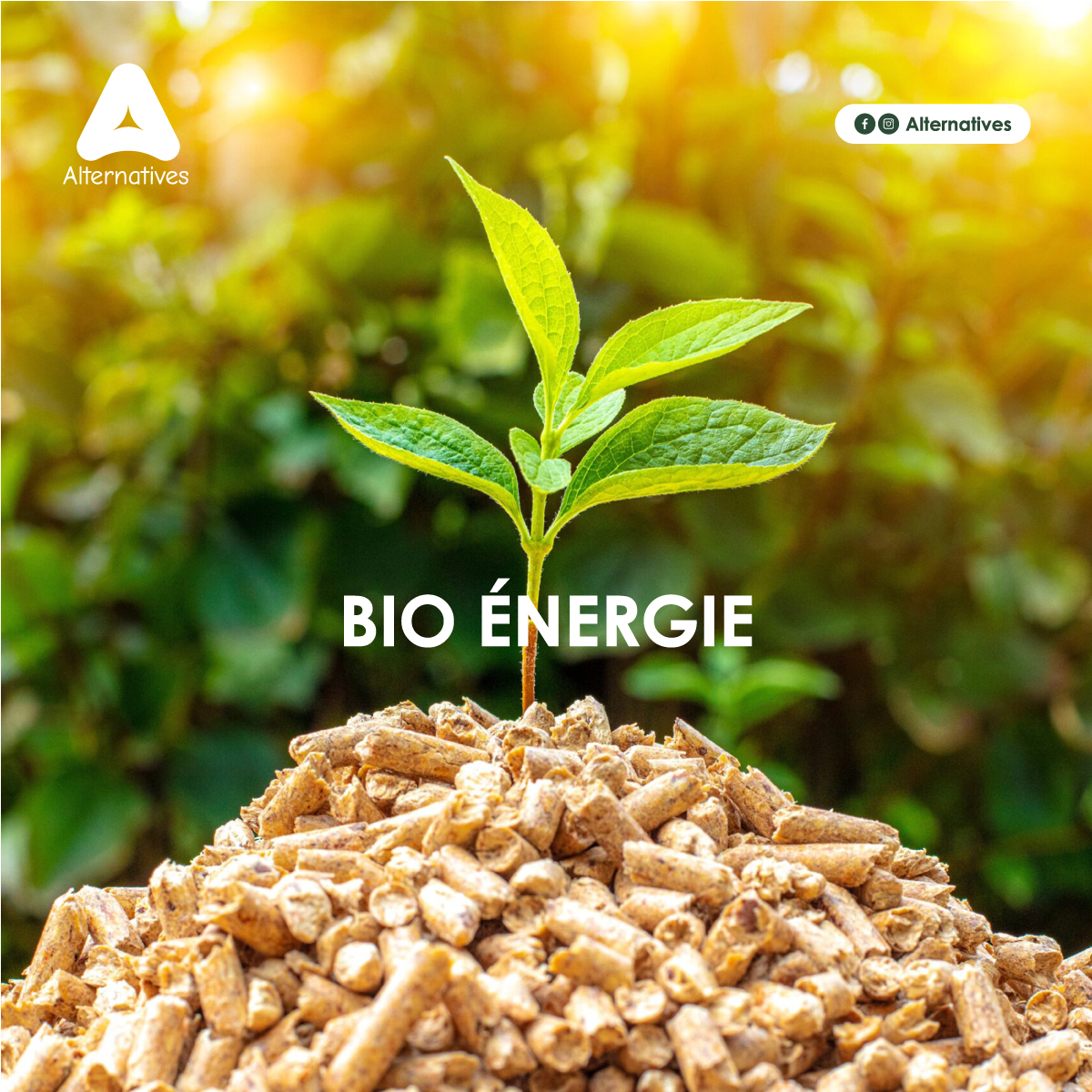LA BIO ÉNERGIE